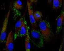 Primary Antibodies
