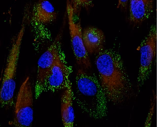 Primary Antibodies