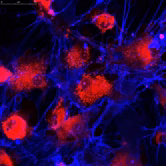 Flow Cytometry Antibodies